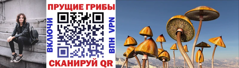 Галлюциногенные грибы Psilocybe  Купить  Полесск 